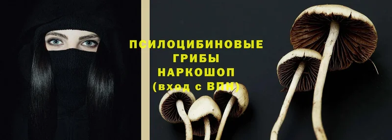 Псилоцибиновые грибы Magic Shrooms  магазин продажи наркотиков  Бежецк 